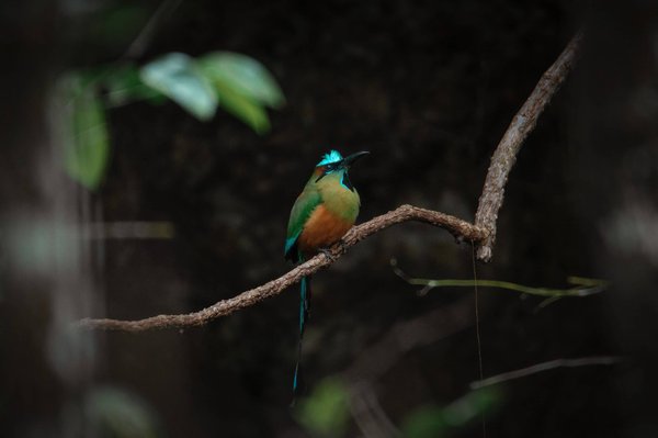 Les bienfaits du thé vert sur la perte de poids